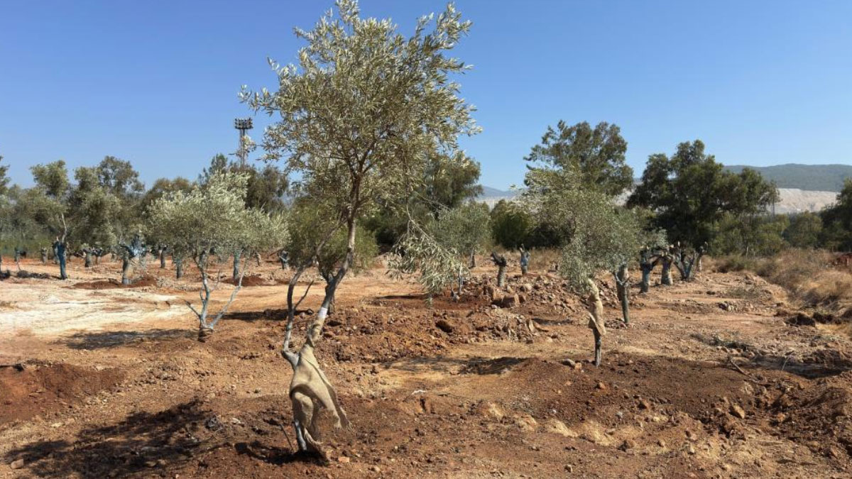zeytin agaclari yok olmasin diye bilimsel yontemlerle yeni yerlerine tasindi bY1DdqZn