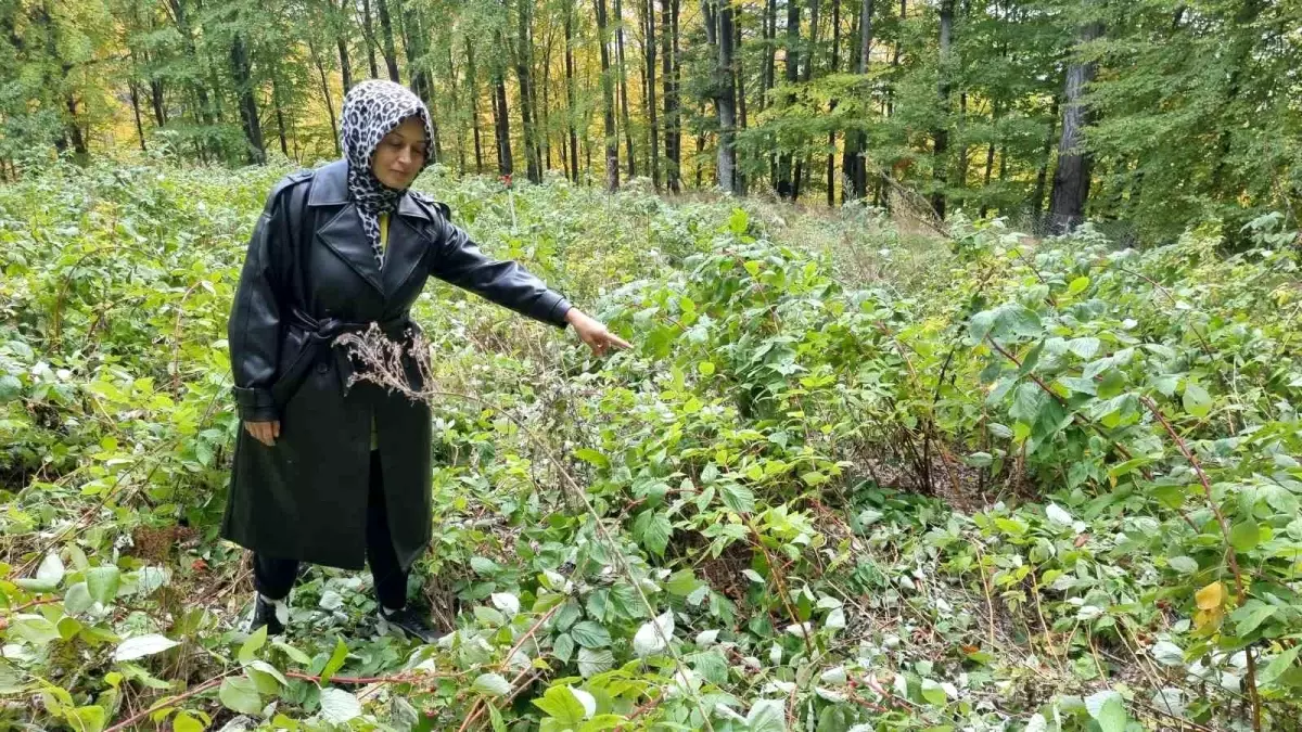 ayilarin talan ettigi ahududu bahcesi 41VyWl6Q.jpg