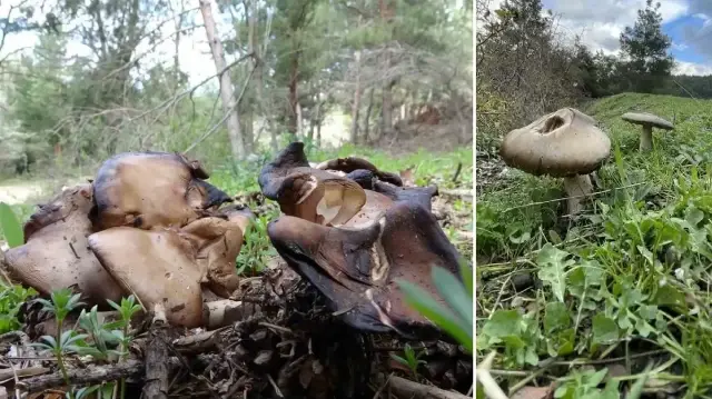 uzmanindan kritik uyari sonbaharda mantar zehirlenmelerine dikkat y6jAEPIB